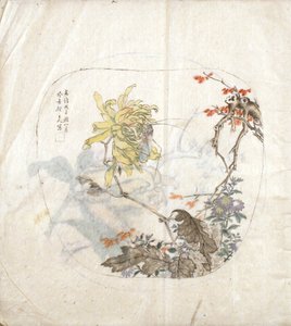 رسم الأقحوان بواسطة يانغ شيشاو